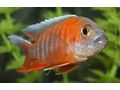 20 arten Malawis abzugeben 1 cm 1 Euro - Fische - Bild 11