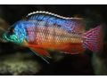 20 arten Malawis abzugeben 1 cm 1 Euro - Fische - Bild 6