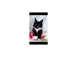 Wunderschne Maine Coon kitten Stammbaum - Rassekatzen - Bild 1
