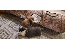 8 Wochen alte Kaninchen Zuhause - Kaninchen & Hasen - Bild 1