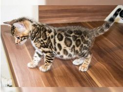 Reinrassige Bengal Kitten - Rassekatzen - Bild 1