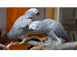 Se Paar Graupapageien - Papageien - Bild 1