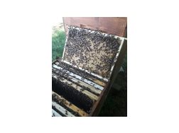 Carnica Bienenvlker - Zubehr - Bild 1