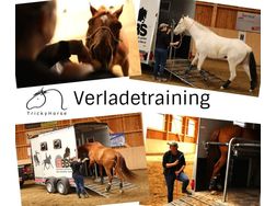 Verladetraining Pferde Hngertraining - Sport - Bild 1