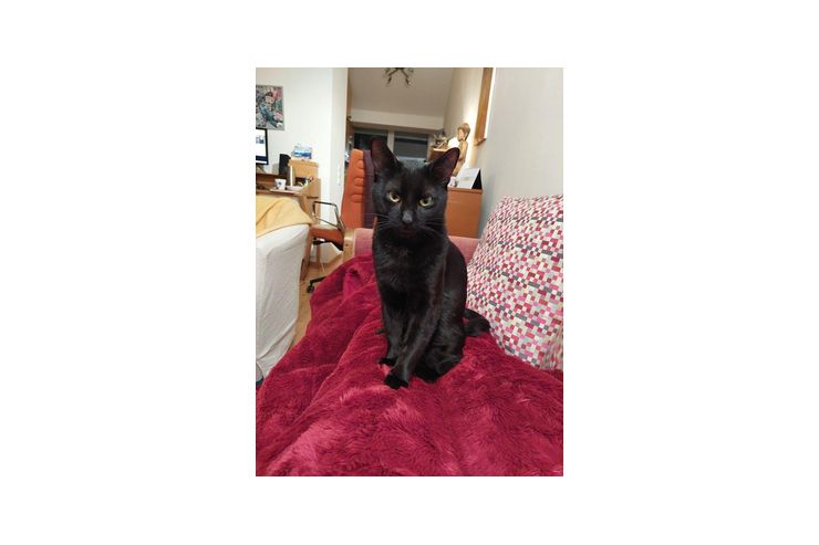 bezaubernder schwarzer kastrierter Jungkater bezaubernder schwarzer kastrierter Jungkater - Mischlingskatzen - Bild 1