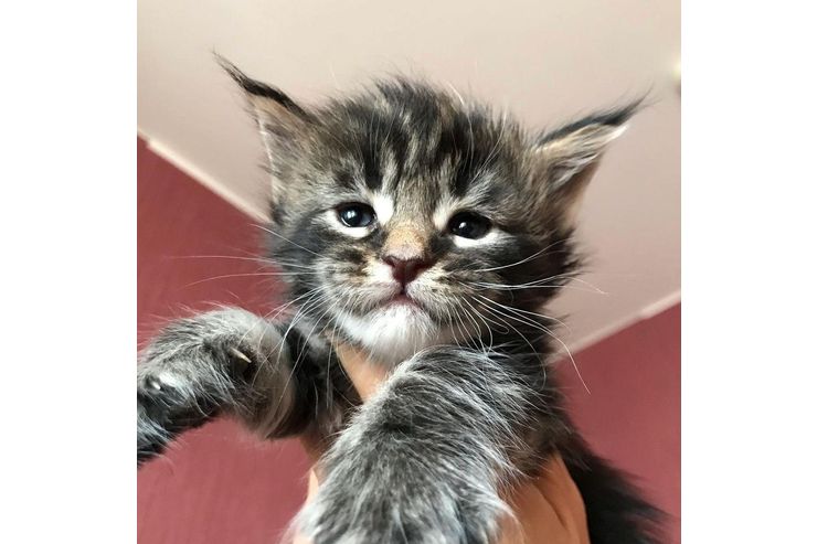 Maine Coon Katzen verkaufen Maine Coon Katzen verkaufen - Mischlingskatzen - Bild 1