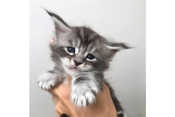 Wunderschöne Maine Coon Katzen verfügbar Wunderschöne Maine Coon Katzen verfügbar - Rassekatzen - Bild 1
