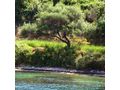 Einmaliges Objekt Insel Korfu - Gewerbeimmobilie kaufen - Bild 8