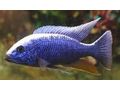20 arten Malawis abzugeben 1 cm 1 Euro - Fische - Bild 12