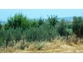Olivenplantage Verkaufen Drama - Grundstück kaufen - Bild 8