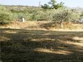 Wunderschönes Grundstück 700 qm Meer Insel Thasos - Grundstück kaufen - Bild 10