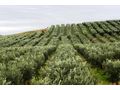 Oliven Plantage Chalkidiki Poluguros 200 000 qm - Grundstück kaufen - Bild 5