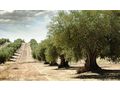 Oliven Plantage Chalkidiki Poluguros 200 000 qm - Grundstück kaufen - Bild 7