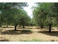 Oliven Plantage Chalkidiki Poluguros 200 000 qm - Grundstück kaufen - Bild 10