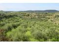Oliven Plantage Chalkidiki Poluguros 200 000 qm - Grundstück kaufen - Bild 9