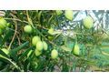 Oliven Plantage Chalkidiki Poluguros 200 000 qm - Grundstück kaufen - Bild 4