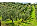 Oliven Plantage Chalkidiki Poluguros 200 000 qm - Grundstück kaufen - Bild 14
