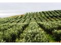 Oliven Plantage Chalkidiki Poluguros 200 000 qm - Grundstück kaufen - Bild 13