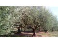 Oliven Plantage Chalkidiki Poluguros 200 000 qm - Grundstück kaufen - Bild 18