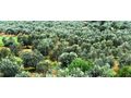 Oliven Plantage Chalkidiki Poluguros 200 000 qm - Grundstück kaufen - Bild 16