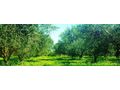 Oliven Plantage Chalkidiki Poluguros 200 000 qm - Grundstück kaufen - Bild 12