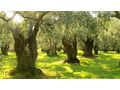 Oliven Plantage Chalkidiki Poluguros 200 000 qm - Grundstück kaufen - Bild 17
