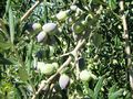 Oliven Plantage Chalkidiki Poluguros 200 000 qm - Grundstück kaufen - Bild 8