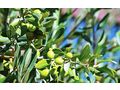 Oliven Plantage Chalkidiki Poluguros 200 000 qm - Grundstück kaufen - Bild 6