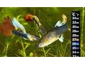 verschiedene Arten Guppys abzugeben - Fische - Bild 1