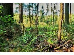 WALD 4 ha Waldparzelle verkaufen Einmalige Chance nahe Wörthersee - Gewerbeimmobilie kaufen - Bild 1