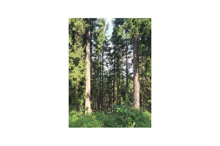 1 40 ha Wald MURTAL - Gewerbeimmobilie kaufen - Bild 1