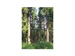 1 40 ha Wald MURTAL - Gewerbeimmobilie kaufen - Bild 1
