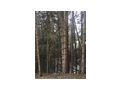 1 40 ha Wald MURTAL - Gewerbeimmobilie kaufen - Bild 2