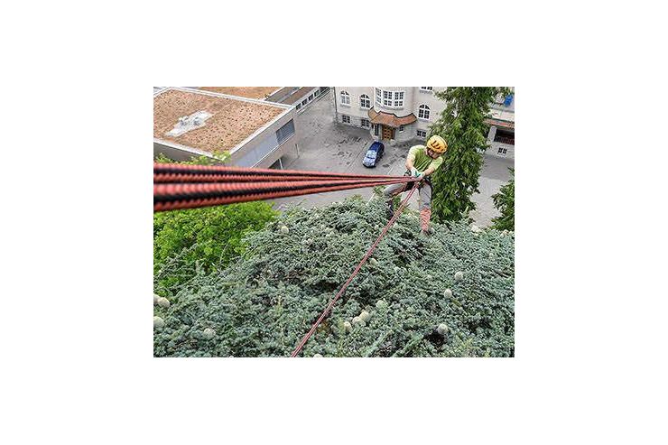 Baumpflege Baumschnitt - Gartendekoraktion - Bild 1