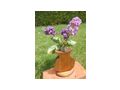 Blumenvase Vollholz - Vasen & Kunstpflanzen - Bild 1