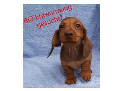 Mittel Wrmer Entwurmung BIO Dog Puppy - Futter, Npfe & Futterautmaten - Bild 1
