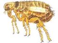 KILLTEC Insektenbekmpfung Wanzenbekmpfung - Reparaturen & Handwerker - Bild 1