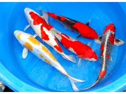 Versand Koi Teichfischen Muscheln uvm - Fische - Bild 1