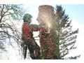 Baumschnitt Baumpflege - Kleingärten - Bild 2