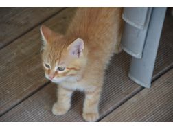 Kinderfreundliche Kätzchen Katze Babykatze - Mischlingskatzen - Bild 1
