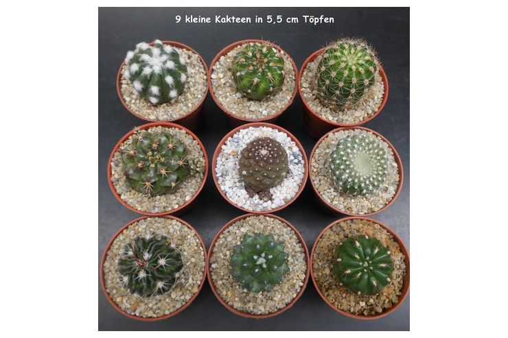 9 verschiedene Kakteen Kaktus - Pflanzen - Bild 1
