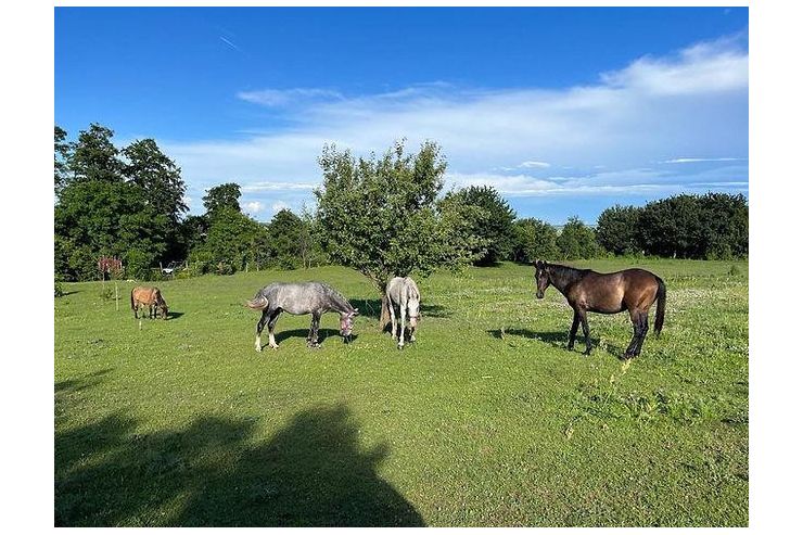 Tolle Pferde Ranch HARKA Neckenmarkt - Einstellpltze - Bild 1