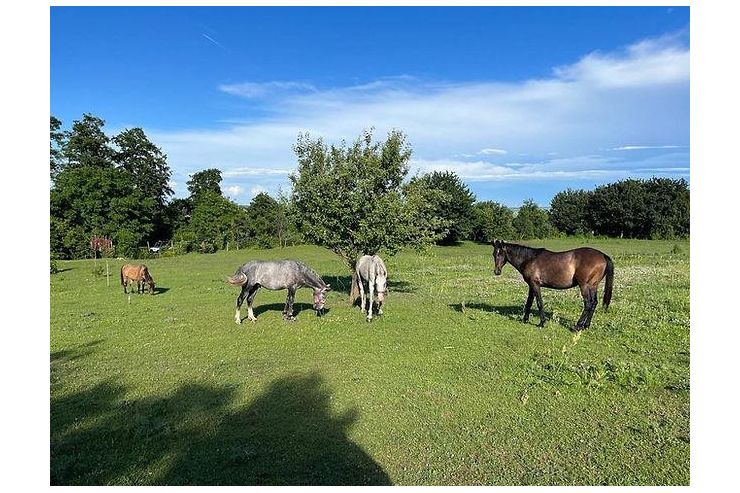 Tolle Pferde Ranch Sopron Ungarn - Einstellpltze - Bild 1