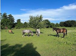 Tolle Pferde Ranch Sopron Ungarn - Einstellplätze - Bild 1