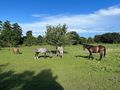 Tolle Pferde Ranch Sopron Ungarn - Einstellpltze - Bild 1