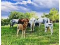 Tolle Pferde Ranch HARKA Neckenmarkt - Einstellpltze - Bild 4