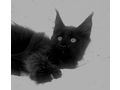 Wunderschne Maine Coon kitten Stammbaum - Rassekatzen - Bild 16