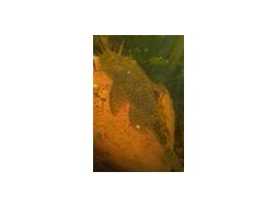 Ancistrus Antennenwelse - Fische - Bild 1