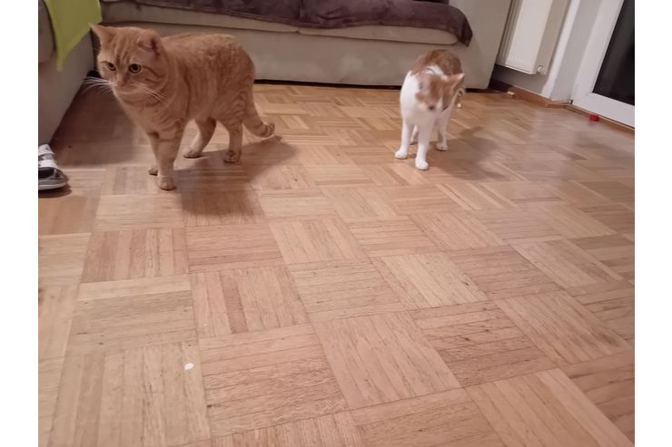 2 Hauskatzen - Mischlingskatzen - Bild 1