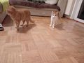 2 Hauskatzen - Mischlingskatzen - Bild 2